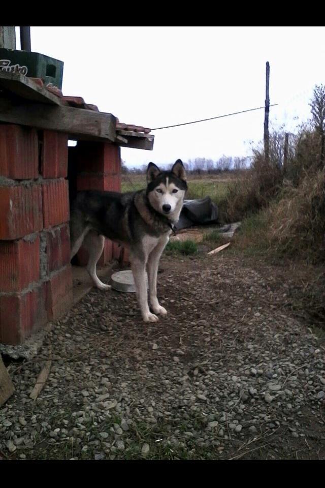 Hasky