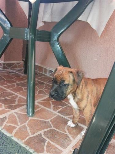 pitbull