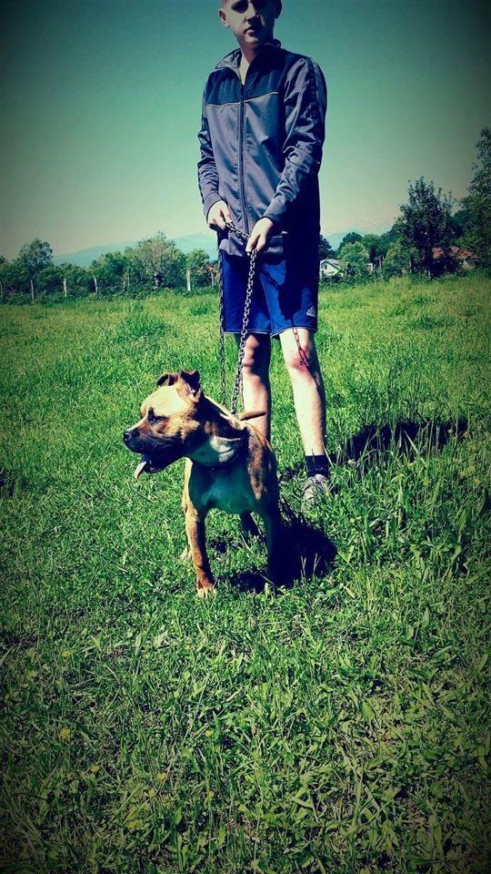 pittbull