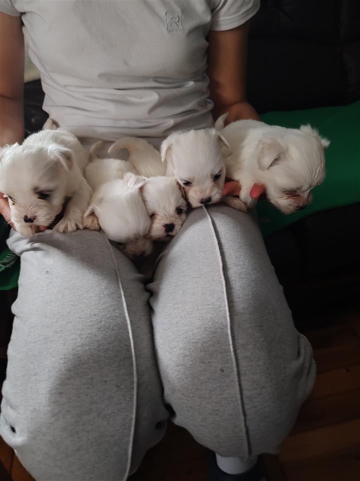 Mini-maltezeri