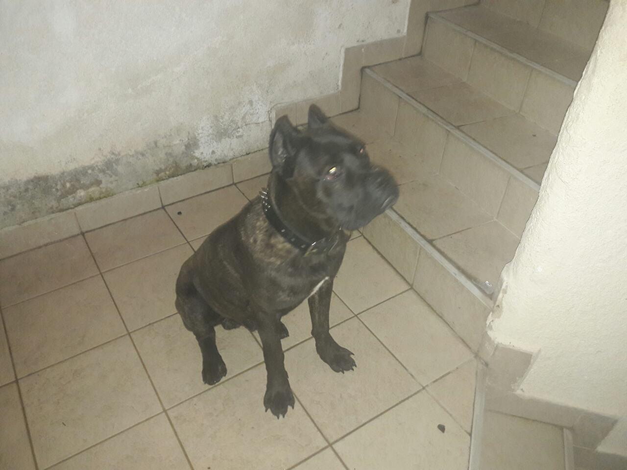 Cane-corso