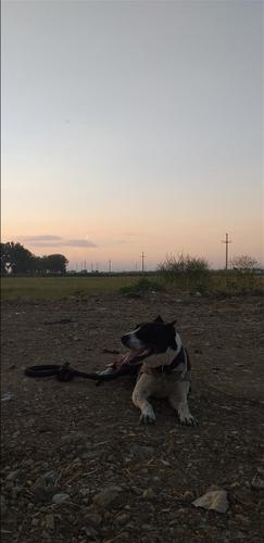 Shitet pitbulli