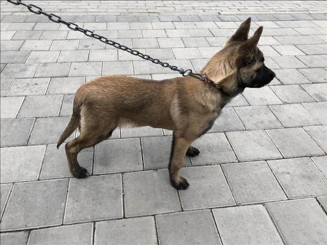 Belgian Malinois