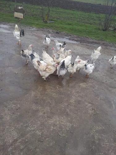 Pula 