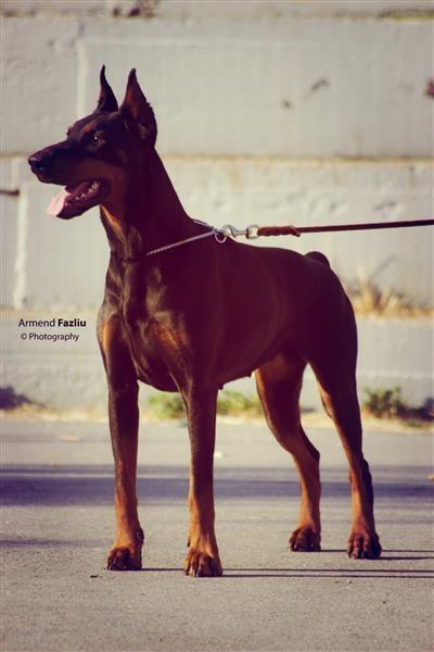 -Doberman--