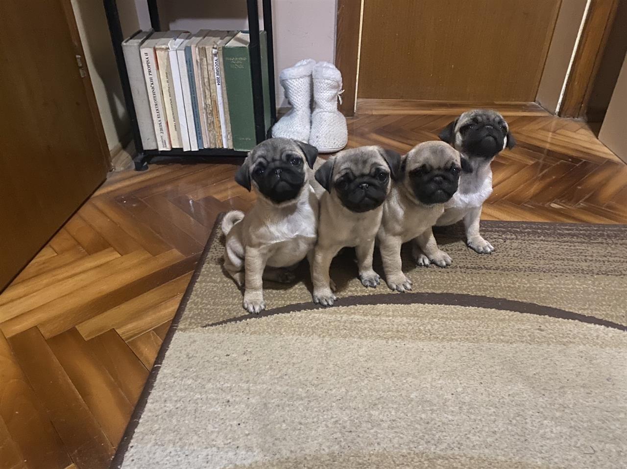 Pug-Mops-