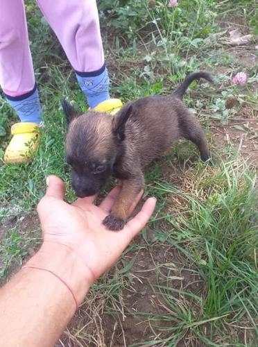 Malinois