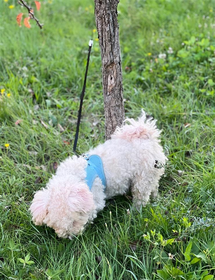 Bichon