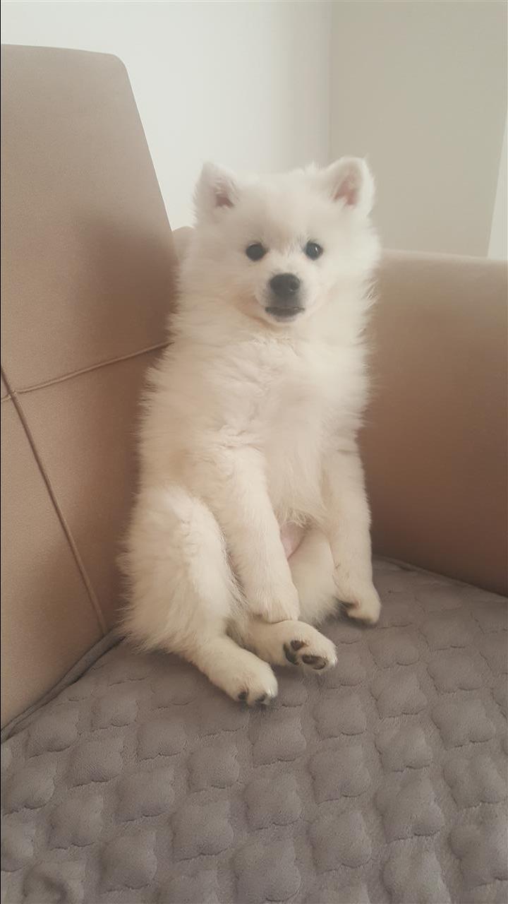 German-Spitz