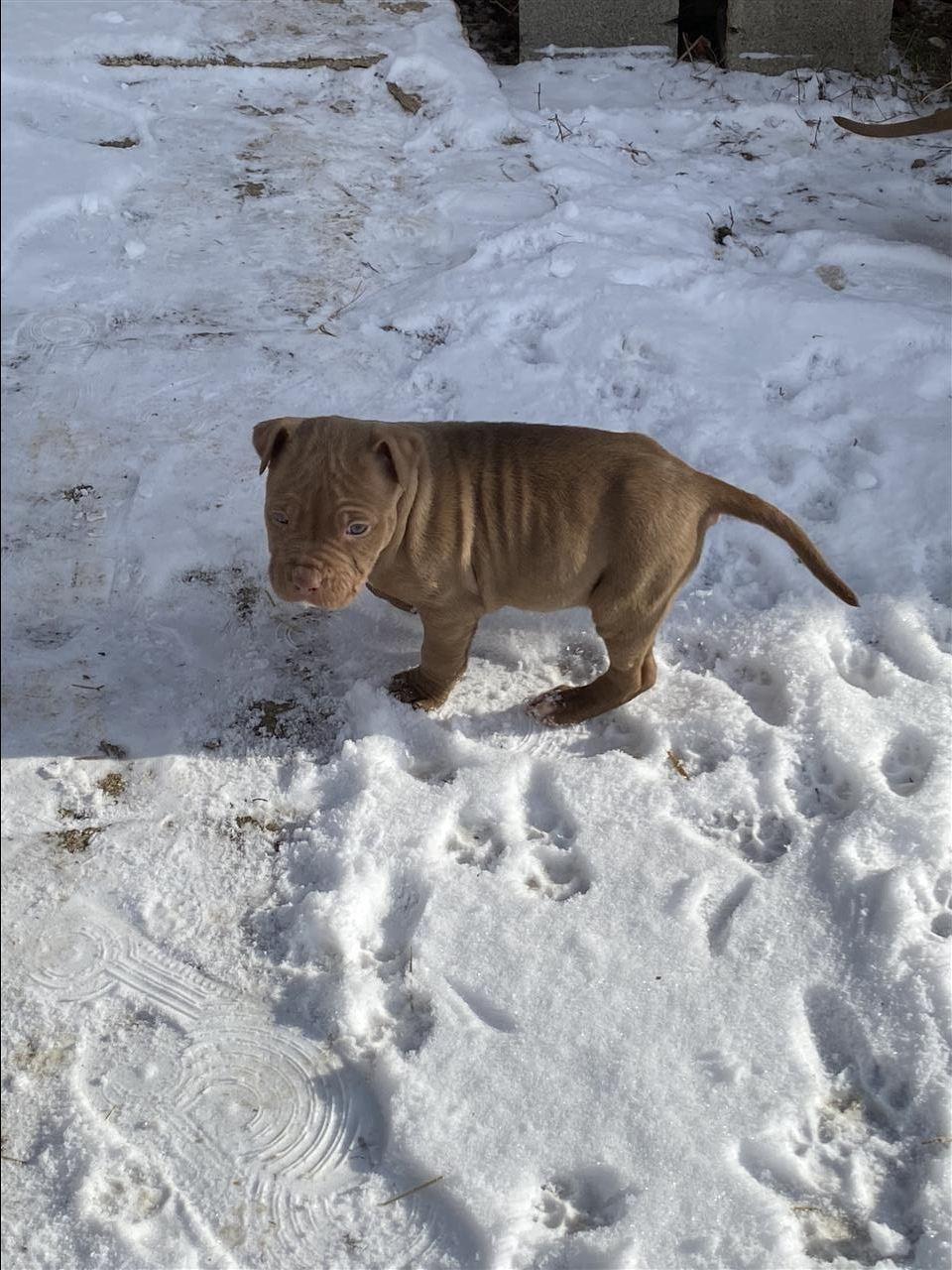 American-Pitbull-Terrier-