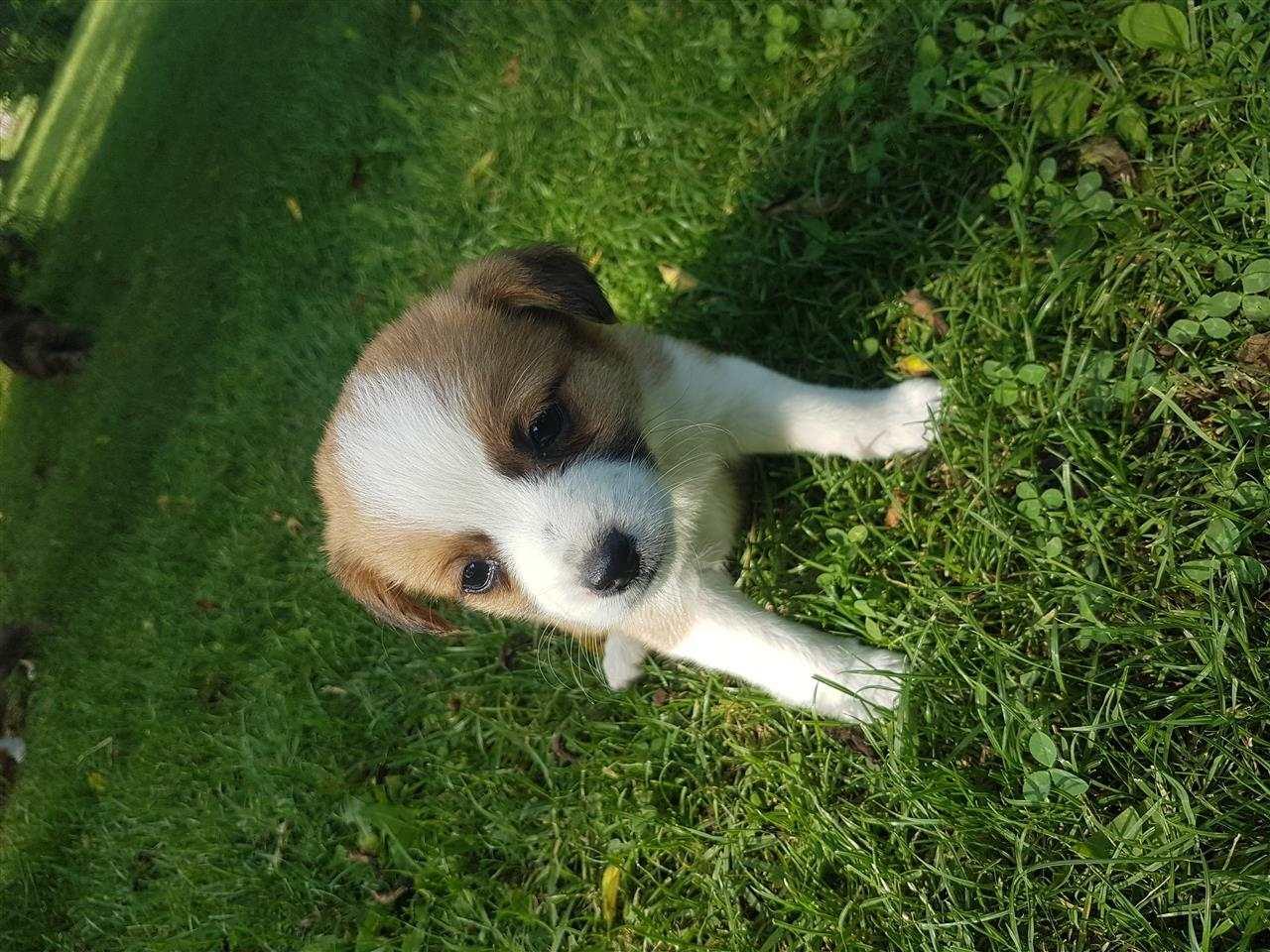 Buba