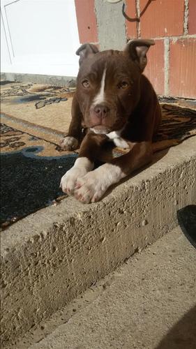 Pitbull
