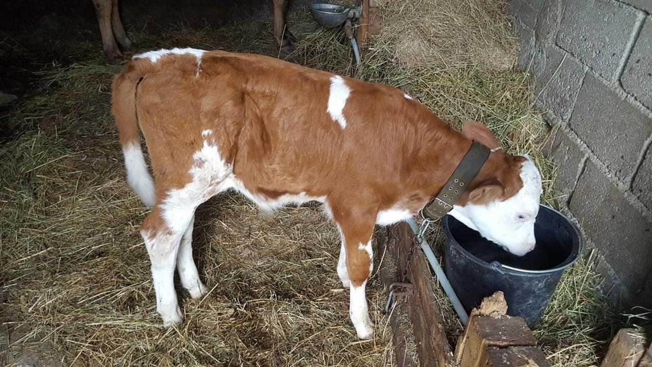 Shes-Lopen