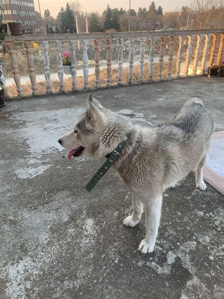 Husky