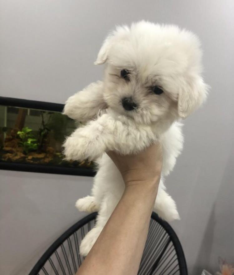 Maltezer