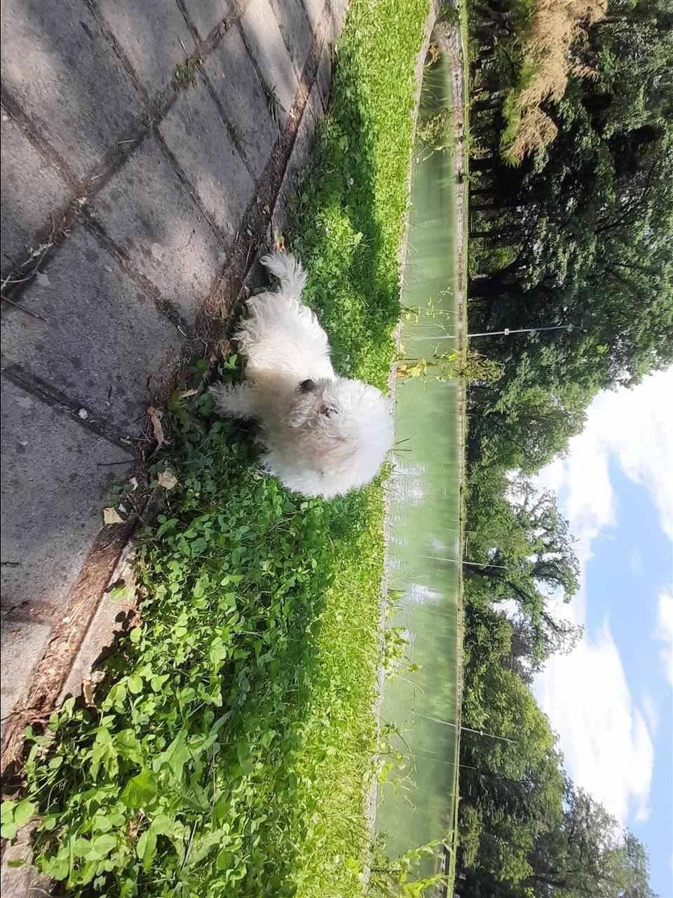 Bichon-frese