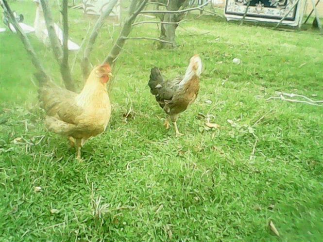 Brahma