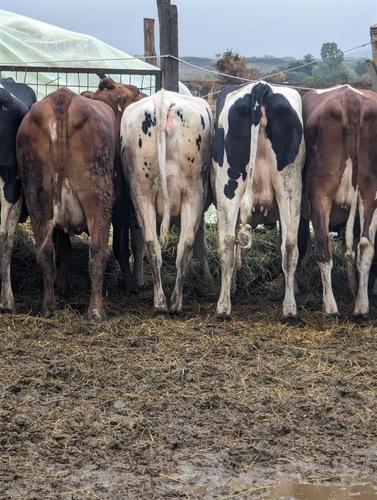 Mshtjerra