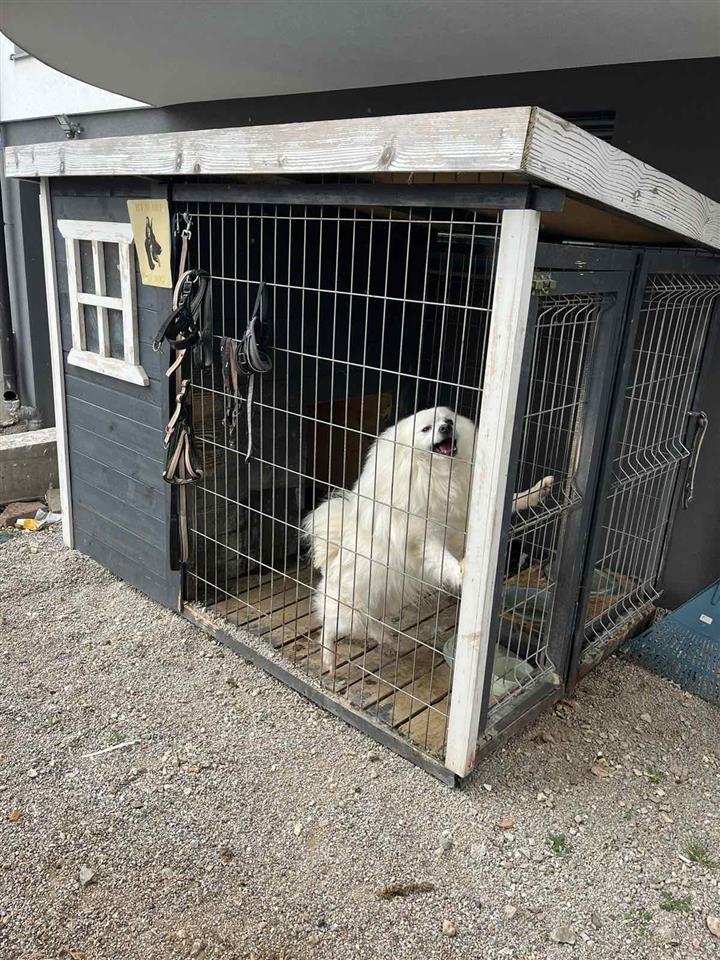 Minispitz-