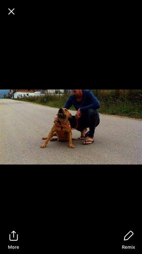 pitbull