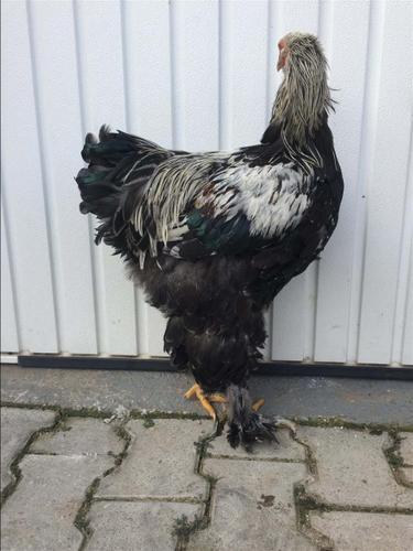 Brahma silver