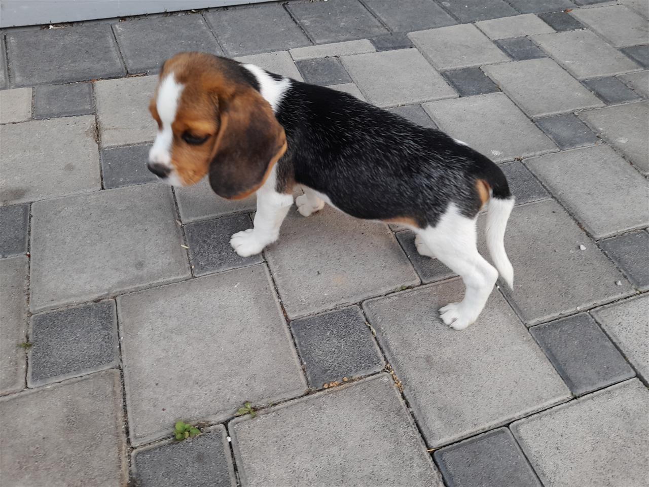Beagle