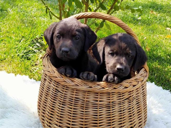 Labrador retriver
