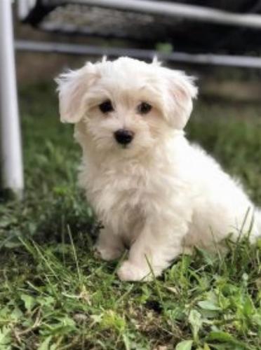 Maltezer