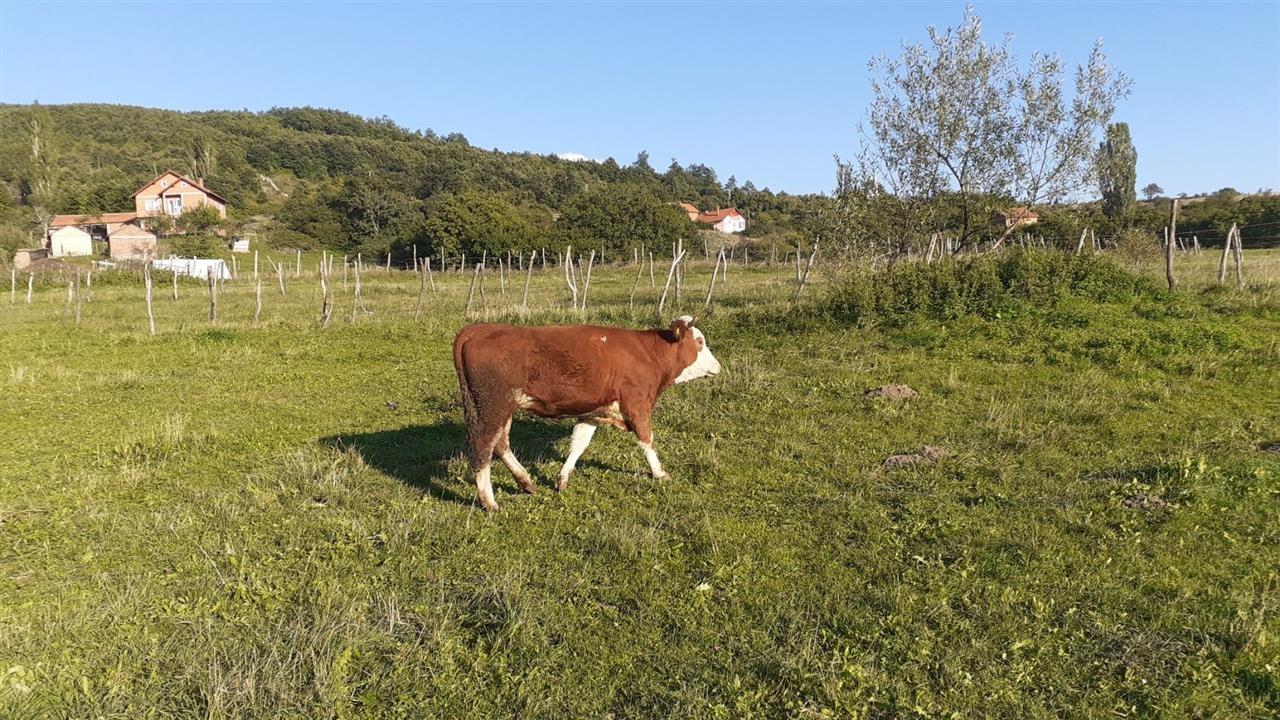 mshtjerr-