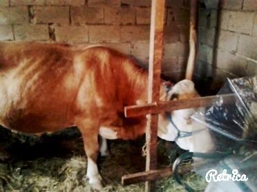 Lopa--Urgjent-