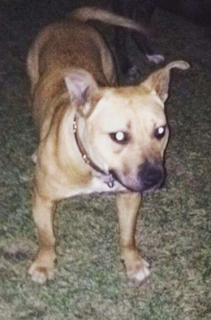 Pitbull