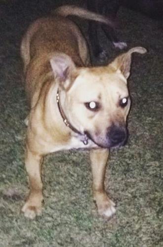 Pitbull