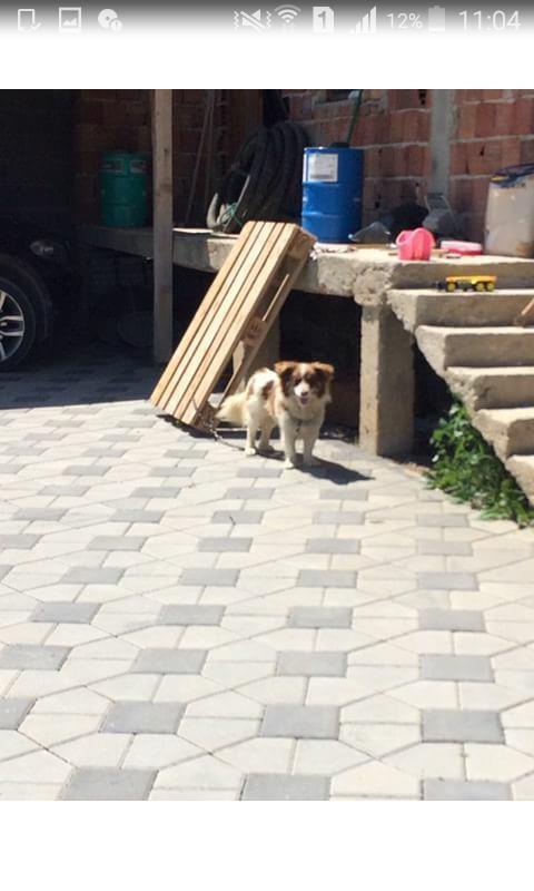 bubi