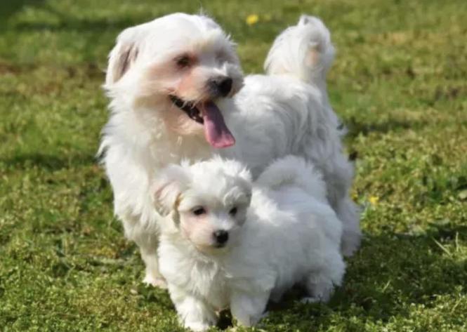 Maltezer