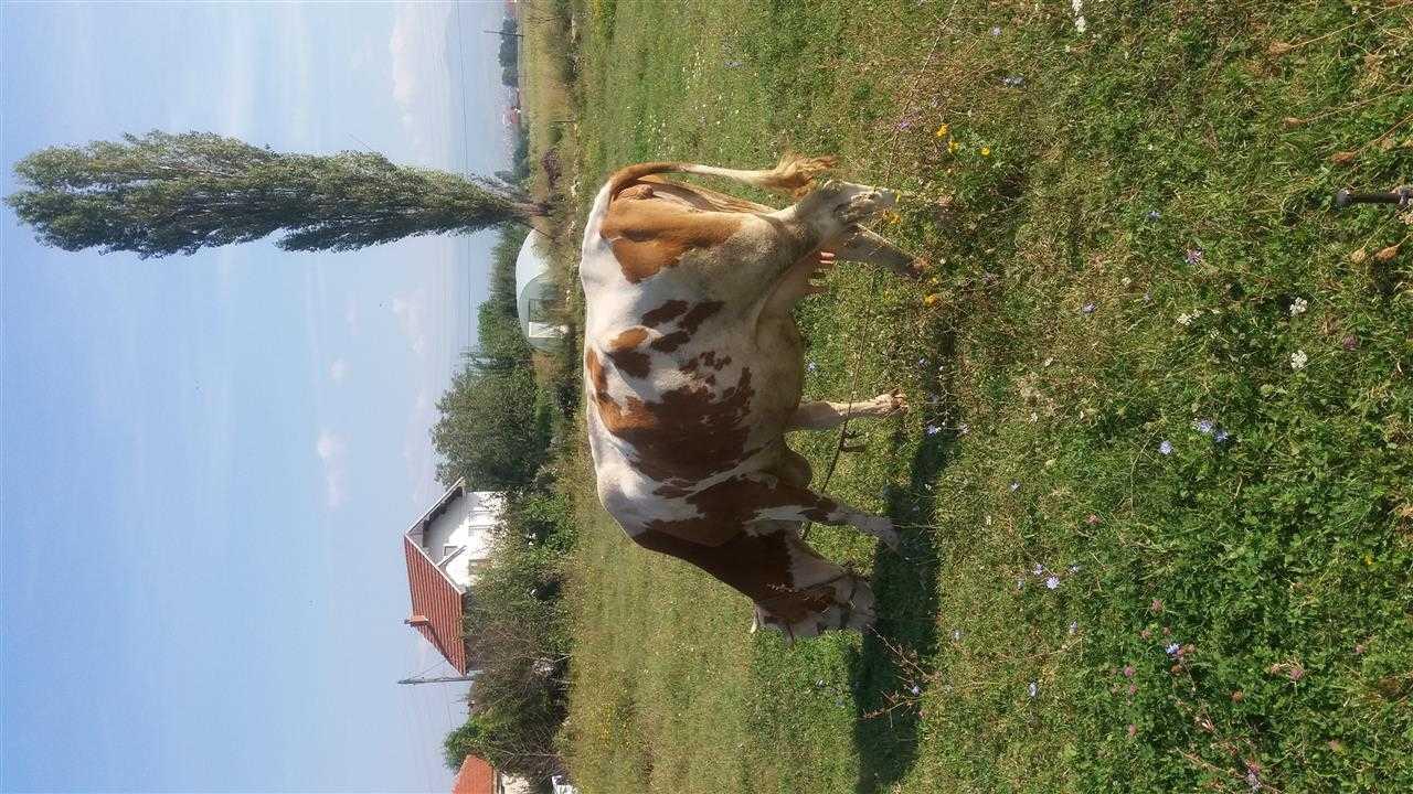 Lopa
