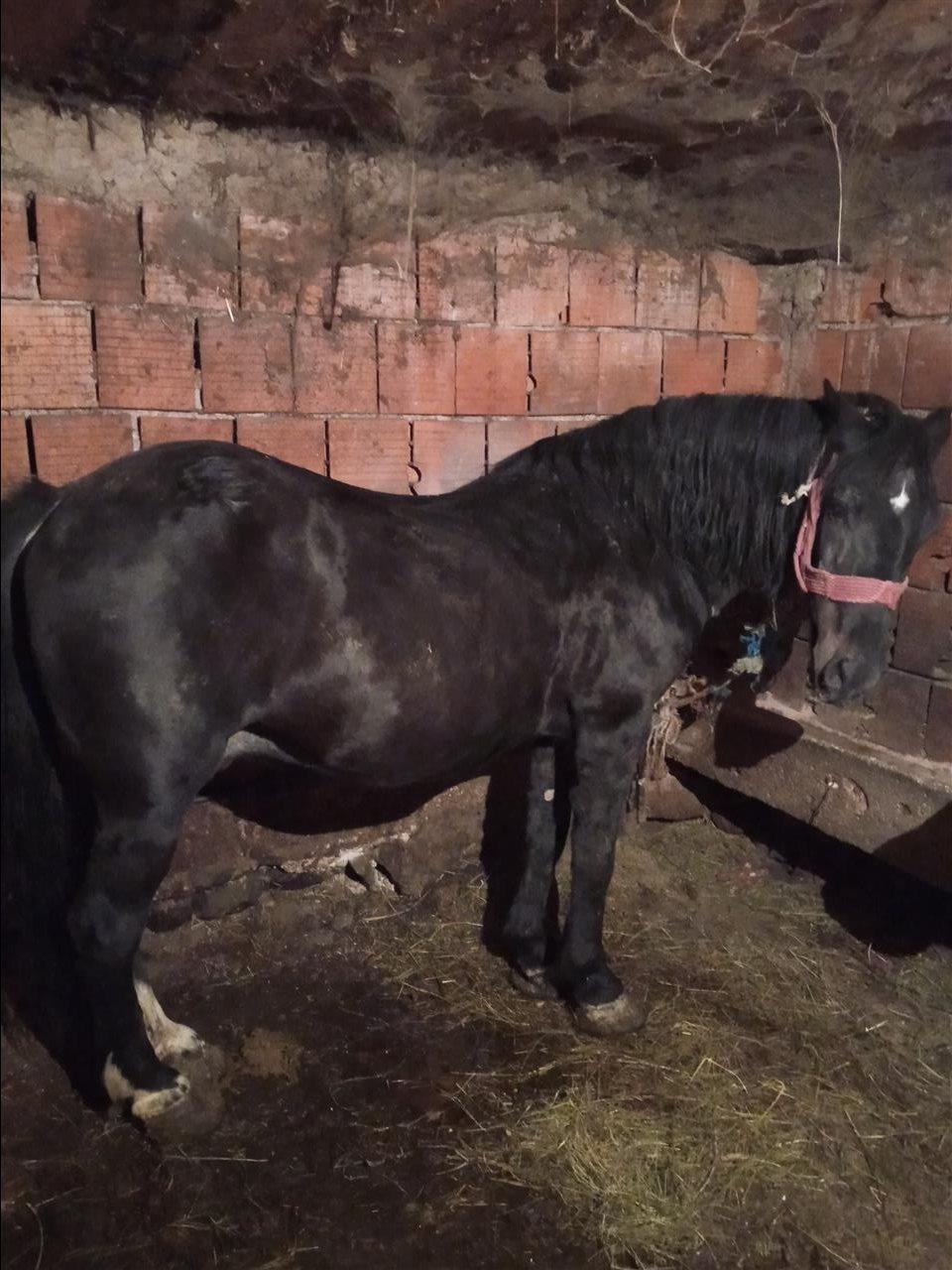 Kali