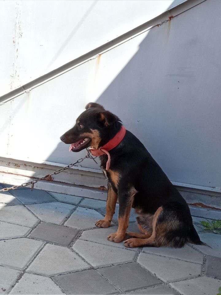 Minik