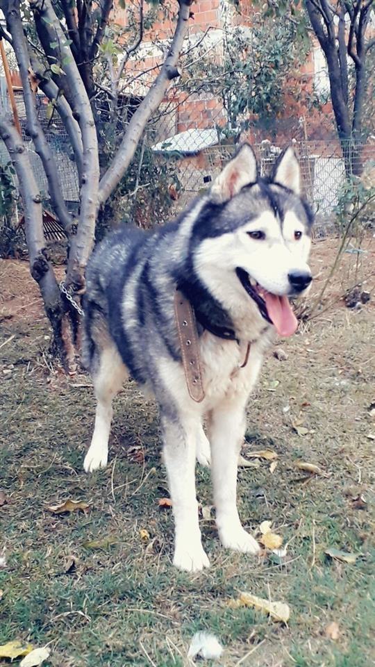 Haski