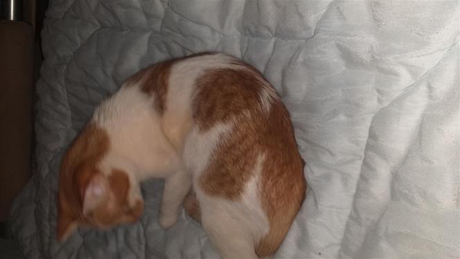 Jepet per adoptim maca