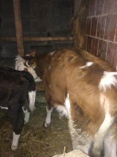 Mshtjerr 