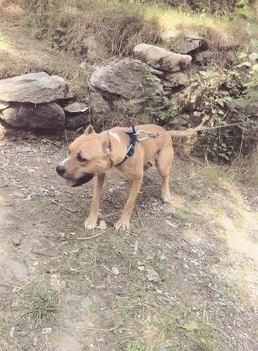 pit bull