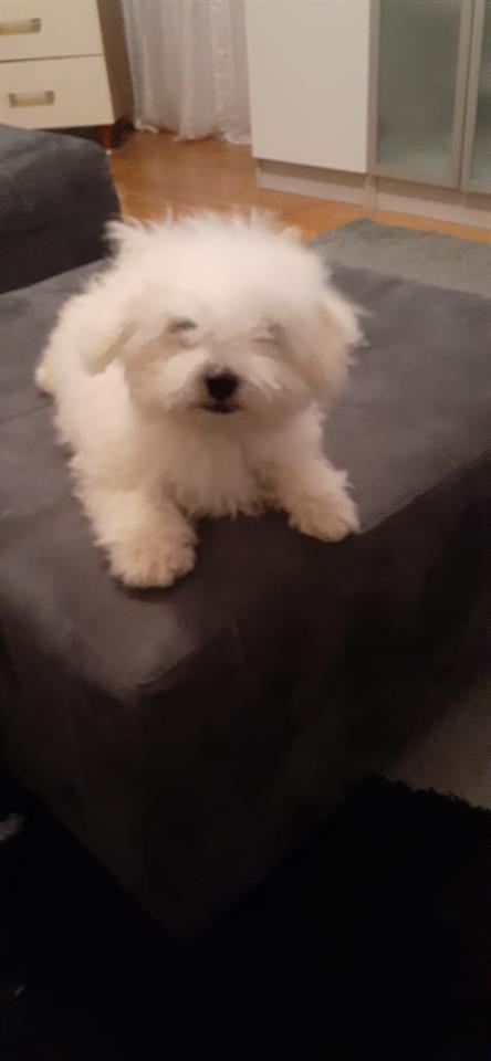 Bichon-frese