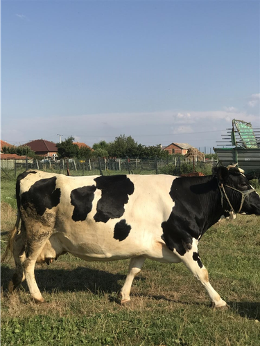 Lopë për mish