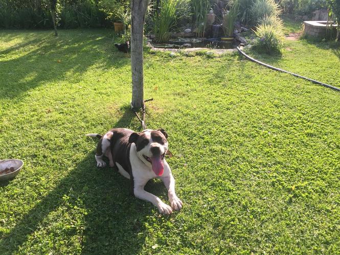 Pitbull 
