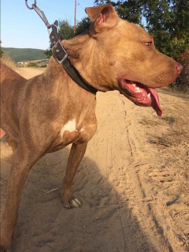 Pitbull