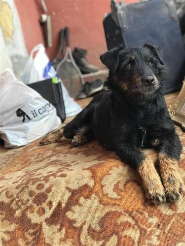 Terrier