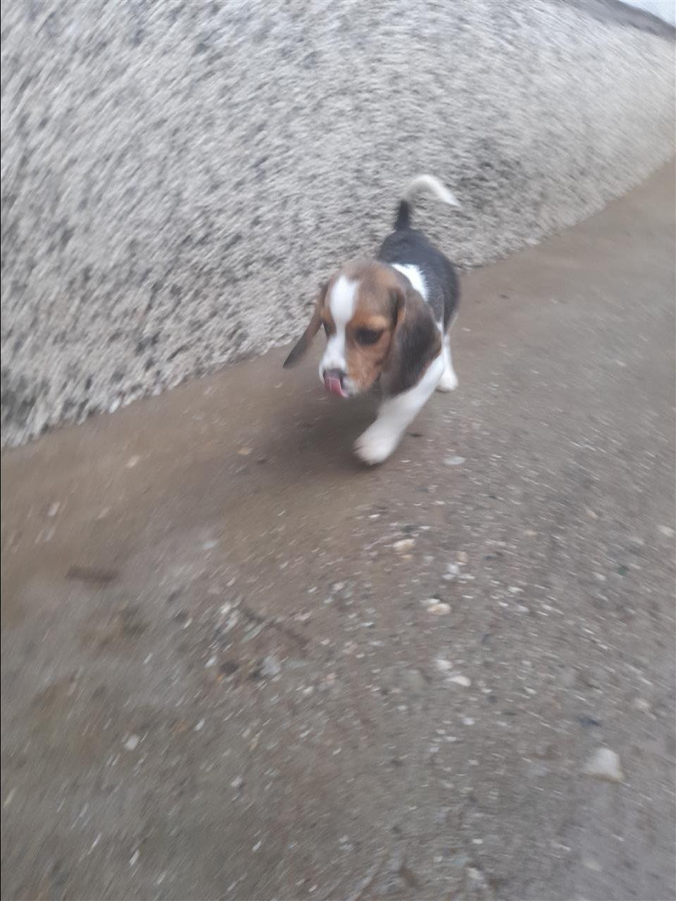 Beagle