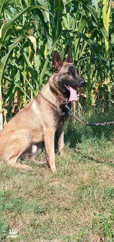 Belgian malinois 