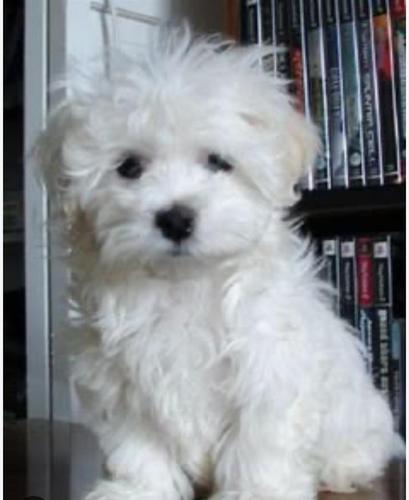Maltezer