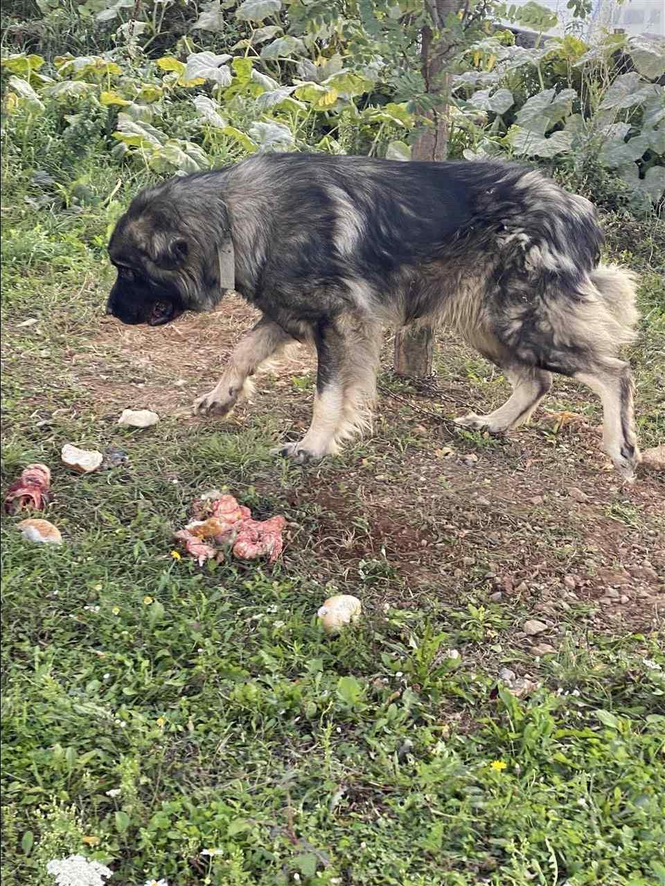 Qeni-i-sharrit